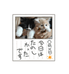CAT_PEPE.BIBI（個別スタンプ：10）