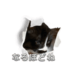 CAT_PEPE.BIBI（個別スタンプ：11）