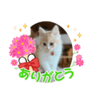 CAT_PEPE.BIBI（個別スタンプ：13）