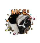 CAT_PEPE.BIBI（個別スタンプ：14）
