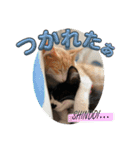 CAT_PEPE.BIBI（個別スタンプ：15）