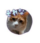 CAT_PEPE.BIBI（個別スタンプ：16）