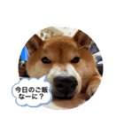 Shiba Uta5（個別スタンプ：4）