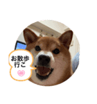 Shiba Uta5（個別スタンプ：5）