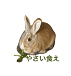 うさぎのいなり3（個別スタンプ：3）