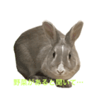 うさぎのいなり3（個別スタンプ：5）