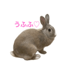 うさぎのいなり3（個別スタンプ：8）