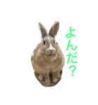 うさぎのいなり3（個別スタンプ：12）