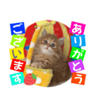 ねこまーち モコモコ甘えん坊くん（個別スタンプ：1）