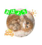 ねこまーち モコモコ甘えん坊くん（個別スタンプ：3）