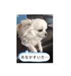 ゆりんかのチワわんこ3.（個別スタンプ：4）