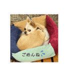 ゆりんかのチワわんこ3.（個別スタンプ：5）