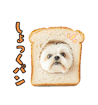 どうしてもダジャレを言いたい犬（個別スタンプ：8）
