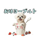 どうしてもダジャレを言いたい犬（個別スタンプ：9）