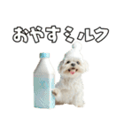 どうしてもダジャレを言いたい犬（個別スタンプ：10）