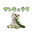 どうしてもダジャレを言いたい犬（個別スタンプ：11）