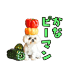 どうしてもダジャレを言いたい犬（個別スタンプ：12）