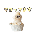 どうしてもダジャレを言いたい犬（個別スタンプ：13）