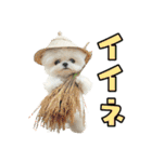 どうしてもダジャレを言いたい犬（個別スタンプ：15）