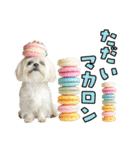 どうしてもダジャレを言いたい犬（個別スタンプ：18）