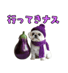 どうしてもダジャレを言いたい犬（個別スタンプ：19）