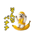 どうしてもダジャレを言いたい犬（個別スタンプ：20）