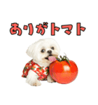 どうしてもダジャレを言いたい犬（個別スタンプ：24）