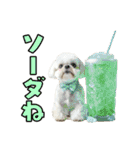 どうしてもダジャレを言いたい犬（個別スタンプ：30）