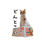 可愛い猫「まりちゃん」のスタンプ（個別スタンプ：13）