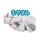 猫 ネコ cat（個別スタンプ：5）