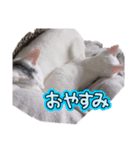 猫 ネコ cat（個別スタンプ：6）