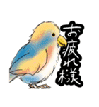 インコさんたちの生活（個別スタンプ：1）