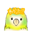 インコさんたちの生活（個別スタンプ：20）