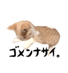 猫殿の日常（個別スタンプ：7）