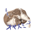 猫殿の日常（個別スタンプ：14）