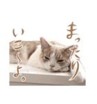 猫殿の日常（個別スタンプ：20）