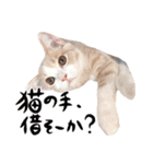 猫殿の日常（個別スタンプ：21）