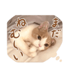 猫殿の日常（個別スタンプ：25）