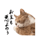 猫殿の日常（個別スタンプ：27）