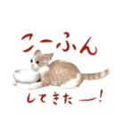 猫殿の日常（個別スタンプ：32）