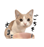 猫殿の日常（個別スタンプ：36）