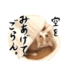 猫殿の日常（個別スタンプ：39）