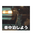 車中泊ねこ（個別スタンプ：3）