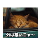 車中泊ねこ（個別スタンプ：5）