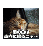 車中泊ねこ（個別スタンプ：6）