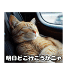 車中泊ねこ（個別スタンプ：11）