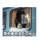 車中泊ねこ（個別スタンプ：12）