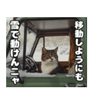 車中泊ねこ（個別スタンプ：13）