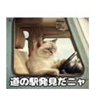 車中泊ねこ（個別スタンプ：15）