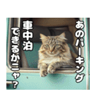 車中泊ねこ（個別スタンプ：16）